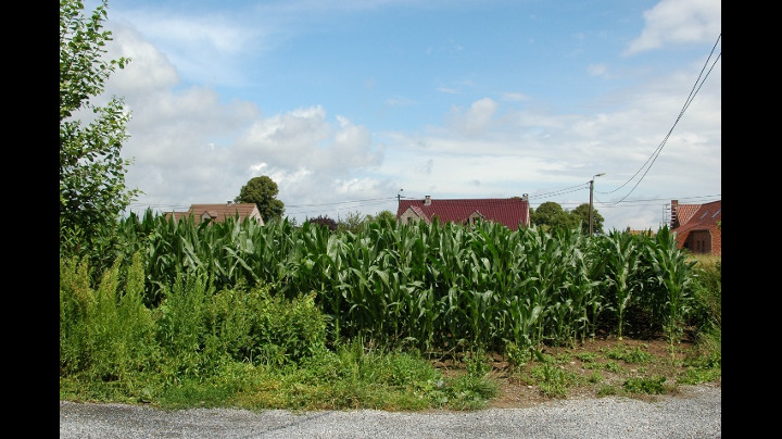 A Corn Field Growing