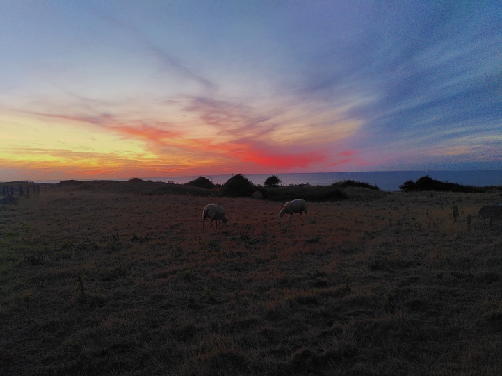 Sheep on the Cap Gris-Nez (with FP3 /e/OS OpenCamera HDR mode)