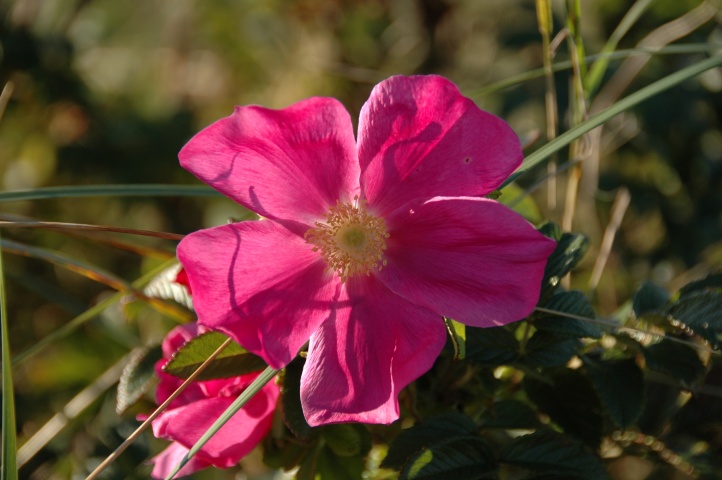 Dog rose