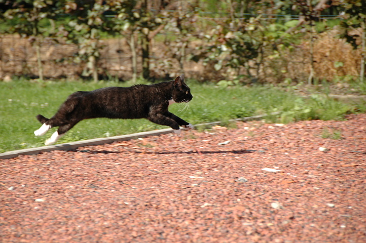 Linus in the garden