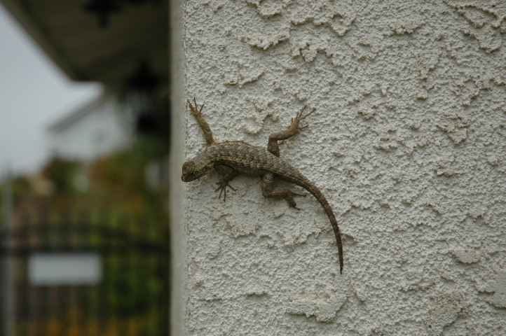 A lizard on the wall of &Ouml;llis house in Ventura